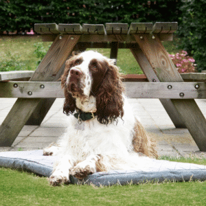 12 unghund ro på tæppe hundetræning