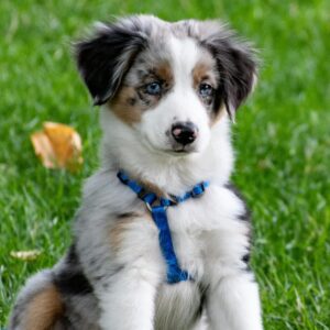 pexels photo 1322182 1322182 hvalpetræning hvalp